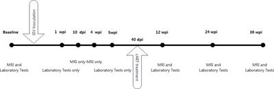 Longitudinal white matter alterations in SIVmac239-infected rhesus monkeys with and without regular cART treatment